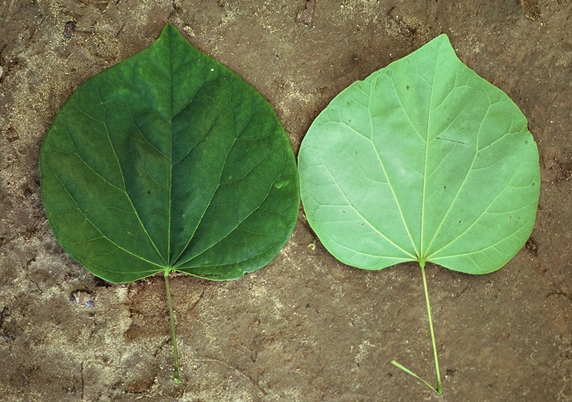 {Cercis canadensis}